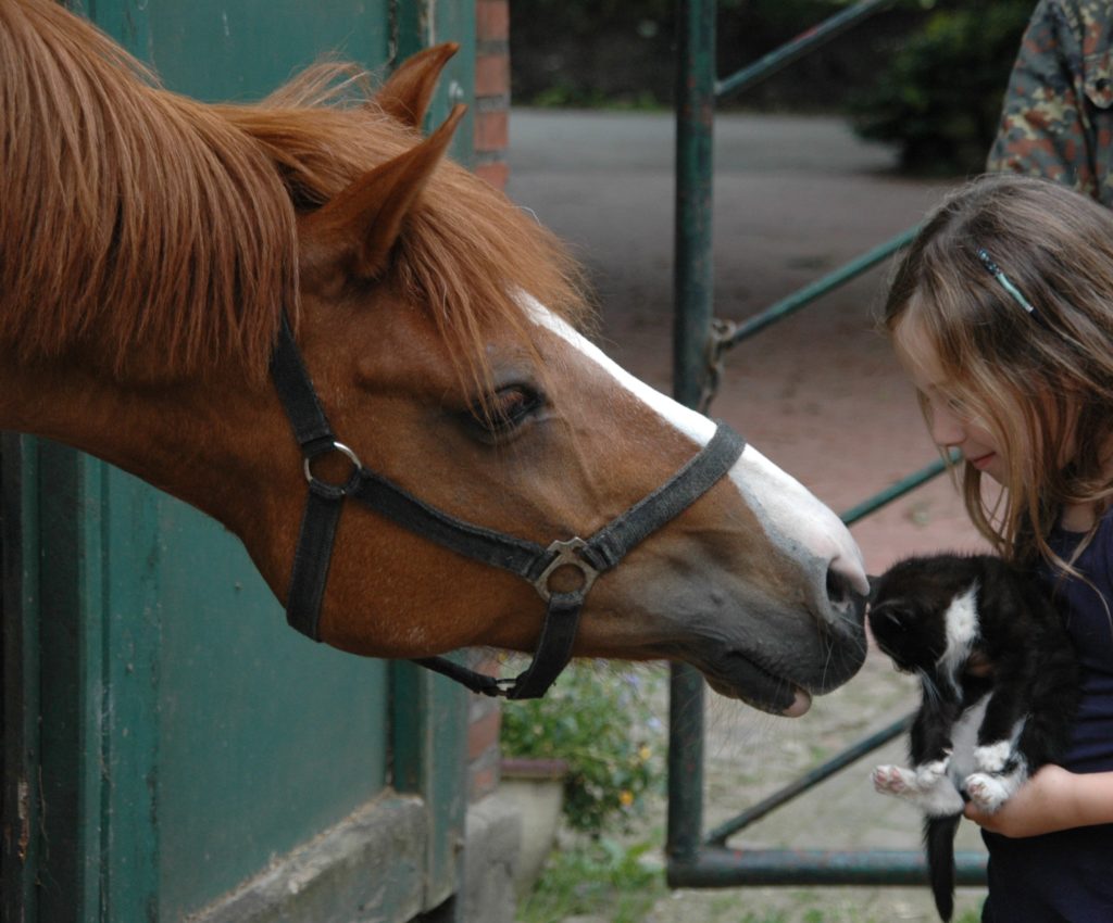 Therapeutisches Reiten