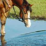 Reiterhof Hopp auf dem Eekhoff